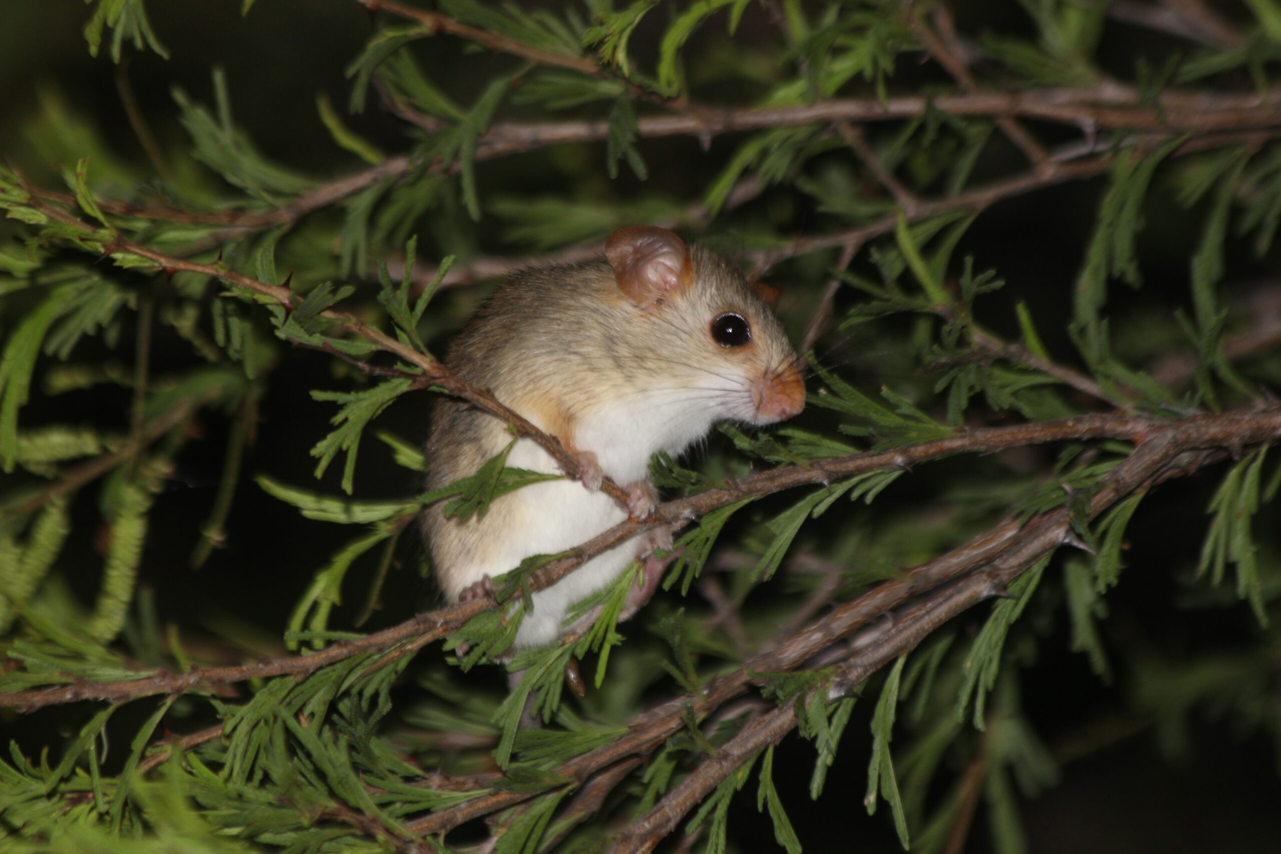 Wiedomys pyrrhorhinos (rato-de-fava)